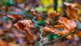 Las miejski w Giżycku, listopad 2020 r. - zdjęcie 11