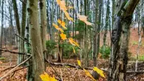 Las miejski w Giżycku, listopad 2020 r. - zdjęcie 13