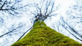 Las miejski w Giżycku, listopad 2020 r. - zdjęcie 32