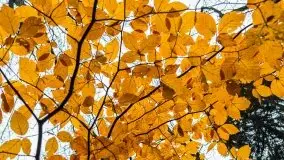 Las miejski w Giżycku, listopad 2020 r. - zdjęcie 20