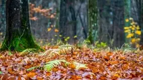 Las miejski w Giżycku, listopad 2020 r. - zdjęcie 27