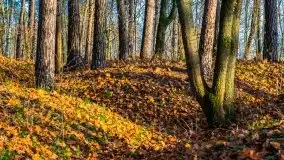 Jesienne Mazury, okolice jezior Niegocin i wojnowo - zdjęcie 9