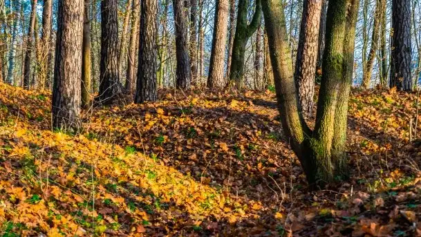 Jesienne Mazury, okolice jezior Niegocin i wojnowo - zdjęcie 9
