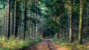 Leśne klimaty w okolicach Wydmin - zdjęcie 1