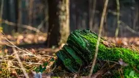 Leśne klimaty w okolicach Wydmin - zdjęcie 21