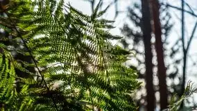 Leśne klimaty w okolicach Wydmin - zdjęcie 28