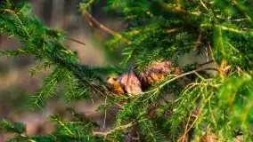 Leśne klimaty w okolicach Wydmin - zdjęcie 29