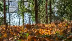 Leśne klimaty w okolicach Wydmin - zdjęcie 18