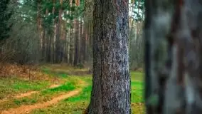 Leśne klimaty w okolicach Wydmin - zdjęcie 4