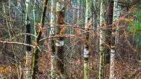 Leśne klimaty w okolicach Wydmin - zdjęcie 15