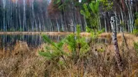 Krutynia i Nowy Mostek w grudniowych zdjęciach - zdjęcie 36