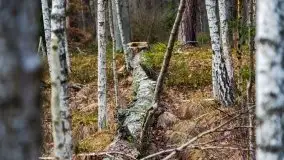 Krutynia i Nowy Mostek w grudniowych zdjęciach - zdjęcie 49