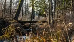 Grudniowe Mazury na zdjęciach Stanisława Sielewicza - zdjęcie 20