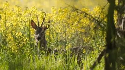 Mazurska flora i fauna na zdjęciach Jana Olchówki 2020