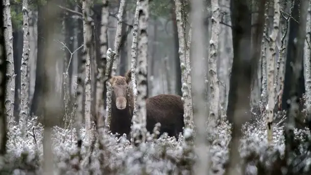 Mazurska flora i fauna na zdjęciach Jana Olchówki 2020 - zdjęcie 3
