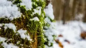 Zimowe i pochmurne kolory Mazur w okolicach Kruklanek - zdjęcie 17