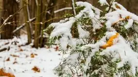 Zimowe i pochmurne kolory Mazur w okolicach Kruklanek - zdjęcie 50