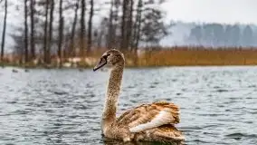 Zimowa szarówka w Rucianem-Nidzie - zdjęcie 14