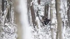 Mazurskie zwierzęta i pełnia zimy na zdjęciach Jana Olchówki - zdjęcie 12
