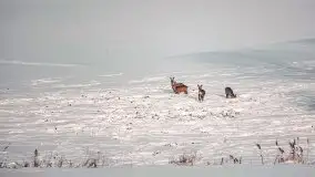 Mazurska zima na zdjęciach Staszka Sielewicza - zdjęcie 38