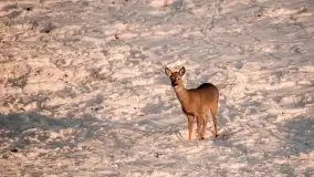 Mazurska zima na zdjęciach Staszka Sielewicza - zdjęcie 42