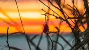 Wschód słońca w okolicach Sztynortu, zima 2021 - zdjęcie 7