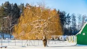 Zima w porcie AZS, jezioro Niegocin, 2021 r. - zdjęcie 32