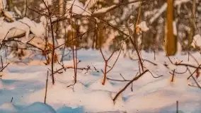 Zimowe Wydminy przed zachodem słońca, styczeń 2021 r. - zdjęcie 51