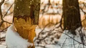 Zimowe Wydminy przed zachodem słońca, styczeń 2021 r. - zdjęcie 57