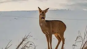 Zachód słońca w okolicach zimowych Kruklanek - zdjęcie 80