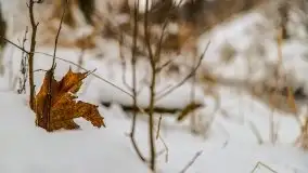 Okolice Kleszczewa w zimowej scenerii, styczeń 2021 - zdjęcie 35