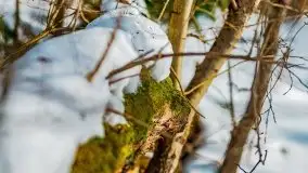 Śluza w Leśniewie Górnym w zimowej szacie, luty 2021 - zdjęcie 19