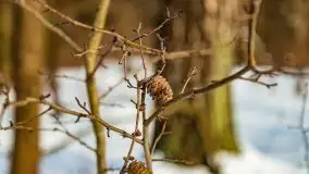 Śluza w Leśniewie Górnym w zimowej szacie, luty 2021 - zdjęcie 57