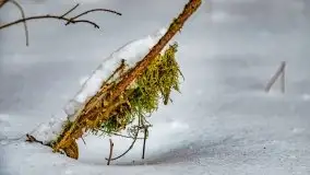 Jezioro Ślepieniec skąpane w zimowej bieli, luty 2021 - zdjęcie 19