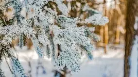 Jezioro Ślepieniec skąpane w zimowej bieli, luty 2021 - zdjęcie 39