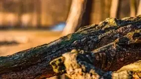 Przedwiosenny zachód słońca nad jeziorem Gołdopiwo i Żabiniec - zdjęcie 21