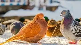 Zimowe Giżycko, luty 2021 - zdjęcie 10