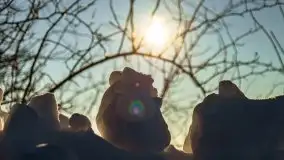 Zimowa sceneria okolic Kętrzyna, luty 2021 - zdjęcie 39