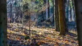 Przedwiośnie w lasach przy Wilkasach, marzec 2021 - zdjęcie 1