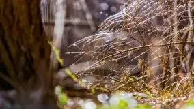 Przedwiośnie w lasach przy Wilkasach, marzec 2021 - zdjęcie 24