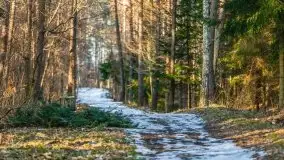 Przedwiośnie w lasach przy Wilkasach, marzec 2021 - zdjęcie 2