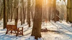 Las miejski w Giżycku, zimowa odsłona, luty 2021 r. - zdjęcie 7