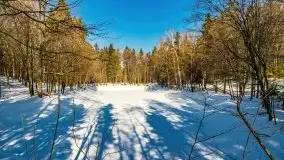 Las miejski w Giżycku, zimowa odsłona, luty 2021 r. - zdjęcie 16