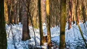 Las miejski w Giżycku, zimowa odsłona, luty 2021 r. - zdjęcie 27