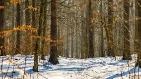 Las miejski w Giżycku, zimowa odsłona, luty 2021 r. - zdjęcie 23