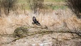 Miłośnicy Mazur - przedwiośnie na zdjęciach Staszka Sielewicza - zdjęcie 7