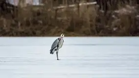 Miłośnicy Mazur - przedwiośnie na zdjęciach Staszka Sielewicza - zdjęcie 28