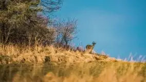 Miłośnicy Mazur - przedwiośnie na zdjęciach Staszka Sielewicza - zdjęcie 29