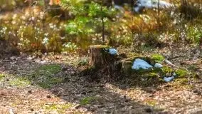 Przedwiośnie 2021 nad jeziorem Białym - zdjęcie 22