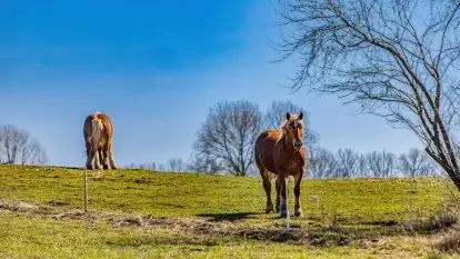 Wiosna w rezerwacie przyrody Borki, marzec 2021